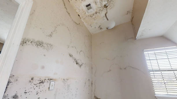 Best Water Damage & Mold Remediation  in Bella Vista, AR